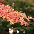 Photos: 弘前城植物園・モミジの紅葉01-12.11.05