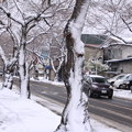 風雪の痕跡・桜並木01-12.11.27
