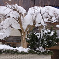 樹木の雪02-13.01.20