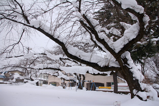 写真: 雪深き小公園02-13.01.20