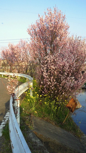 小野川の桜2013.3.12その１