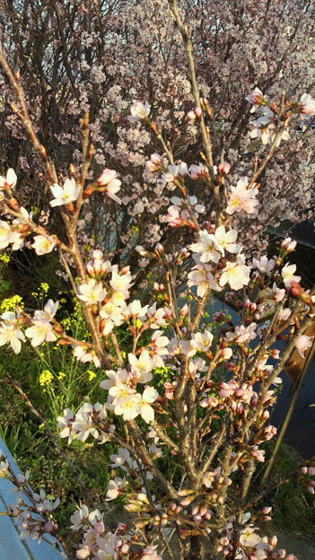 小野川の桜2013.3.12その２