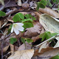 2013･5皿ヶ嶺　カタバミの白い花