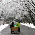 Photos: 雪日の公園管理