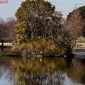 Photos: 見沼自然公園の池風景