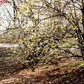 Photos: 蝋梅が咲いている見沼