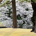 屏風の雰囲気の桜(皇居）