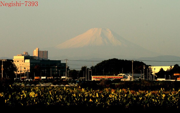 写真: １１月８日の朝の霞んだ富士山