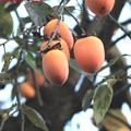 Photos: 実りの秋　柿