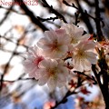 写真: 冬桜３
