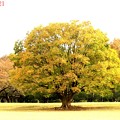 写真: 大木の紅葉
