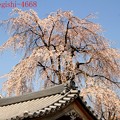 写真: 長青寺の枝垂れ桜２
