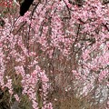 枝垂れ桜開花風景