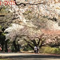 桜咲く散歩コース