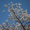写真: 桜と青空