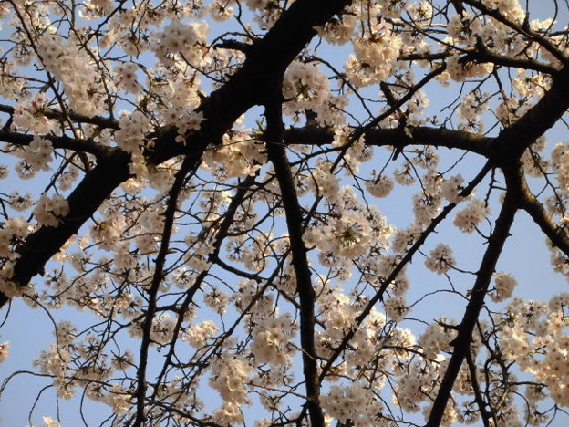 写真: 桜の枝