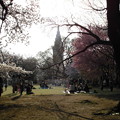 写真: 桜とドコモビル