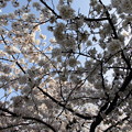 写真: 2014 桜