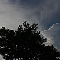 太陽と雲と樹と