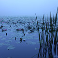 写真: 霧の蛇の池