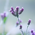 写真: 紫露宿草
