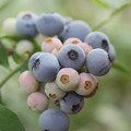写真: bloom of blueberry