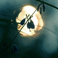写真: 深入山・月夜のつりがね
