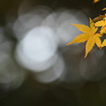 写真: 黄色い秋みつけた