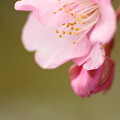 写真: 初桜