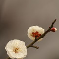 咲き誇れ 梅の花