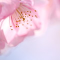 桜の花 咲くころ