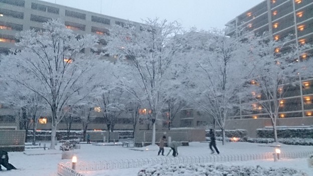 写真: 今日の雪景色 2014.2.1412