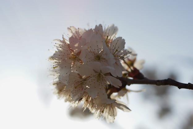 写真: さくらんぼの花 (2)