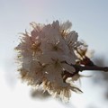 写真: さくらんぼの花 (2)