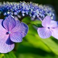 夏を告げる紫陽花