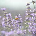 Photos: 蜂の子とラベンダー