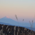 揺れるススキと富士の山