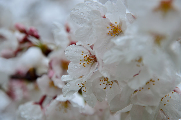 Photos: 雨濡れ桜