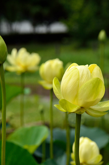 写真: 黄色の蓮の花