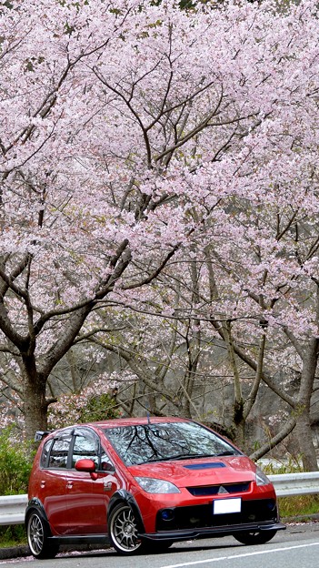 写真: 桜の木の下で・・