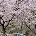 写真: 桜の木の下で・・