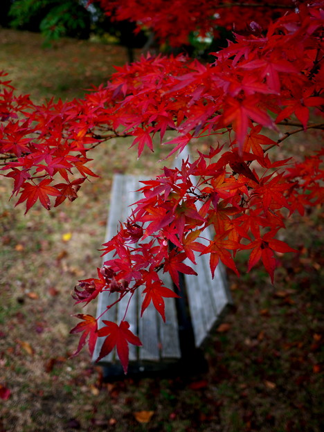 写真: 紅葉とベンチ