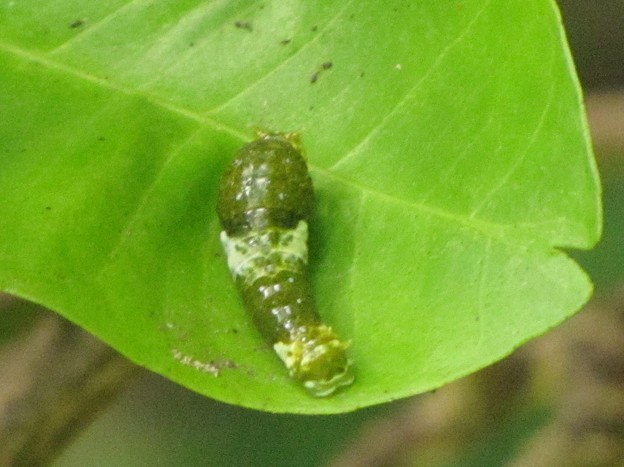 写真: ナガサキアゲハの幼虫　｛７月２３日｝