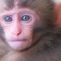 日本猿の赤ちゃん　｛２０１０年６月２０日｝