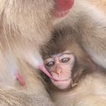 【３】日本猿の赤ちゃん　｛６月２０日｝