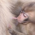 【２】日本猿の赤ちゃん　｛２０１０年６月２０日｝