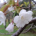 【１】桜　｛４月２日｝