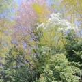 桜　｛４月５日｝