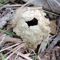 写真: 【２】ニイニイゼミの幼虫が出て穴　｛５月２６日｝