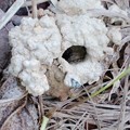 写真: 【３】ニイニイゼミの幼虫が出た穴　｛５月２６日｝